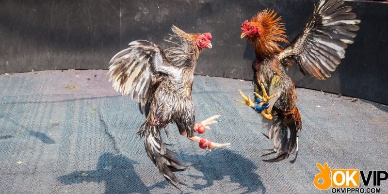 Thực hiện đa dạng bài tập khi nuôi gà