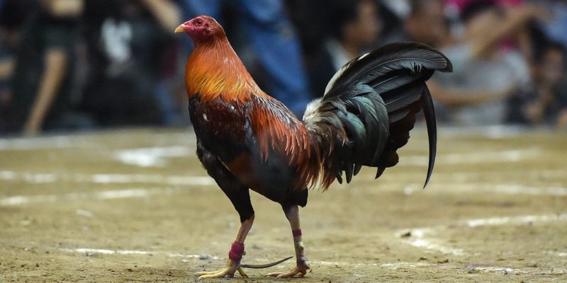 Đặc điểm của giống gà Peru