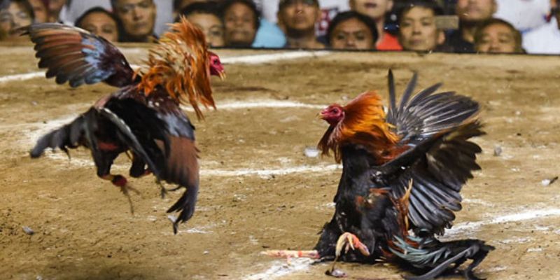 Các trận trực tiếp đá gà Peru rất được quan tâm