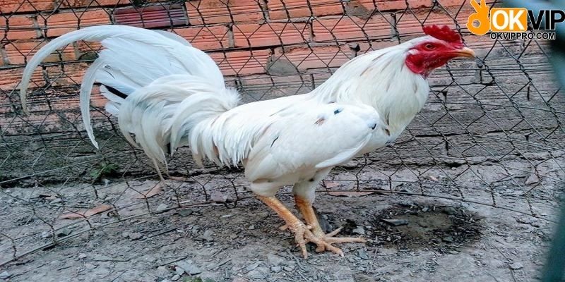 Gà bướm đá ngày nào thì không tốt nên tránh?